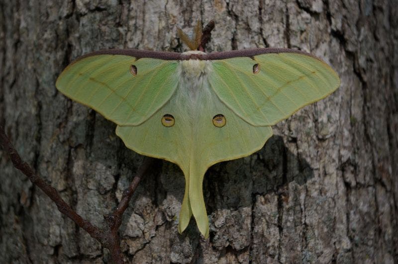 Night Hike for National Moth Week