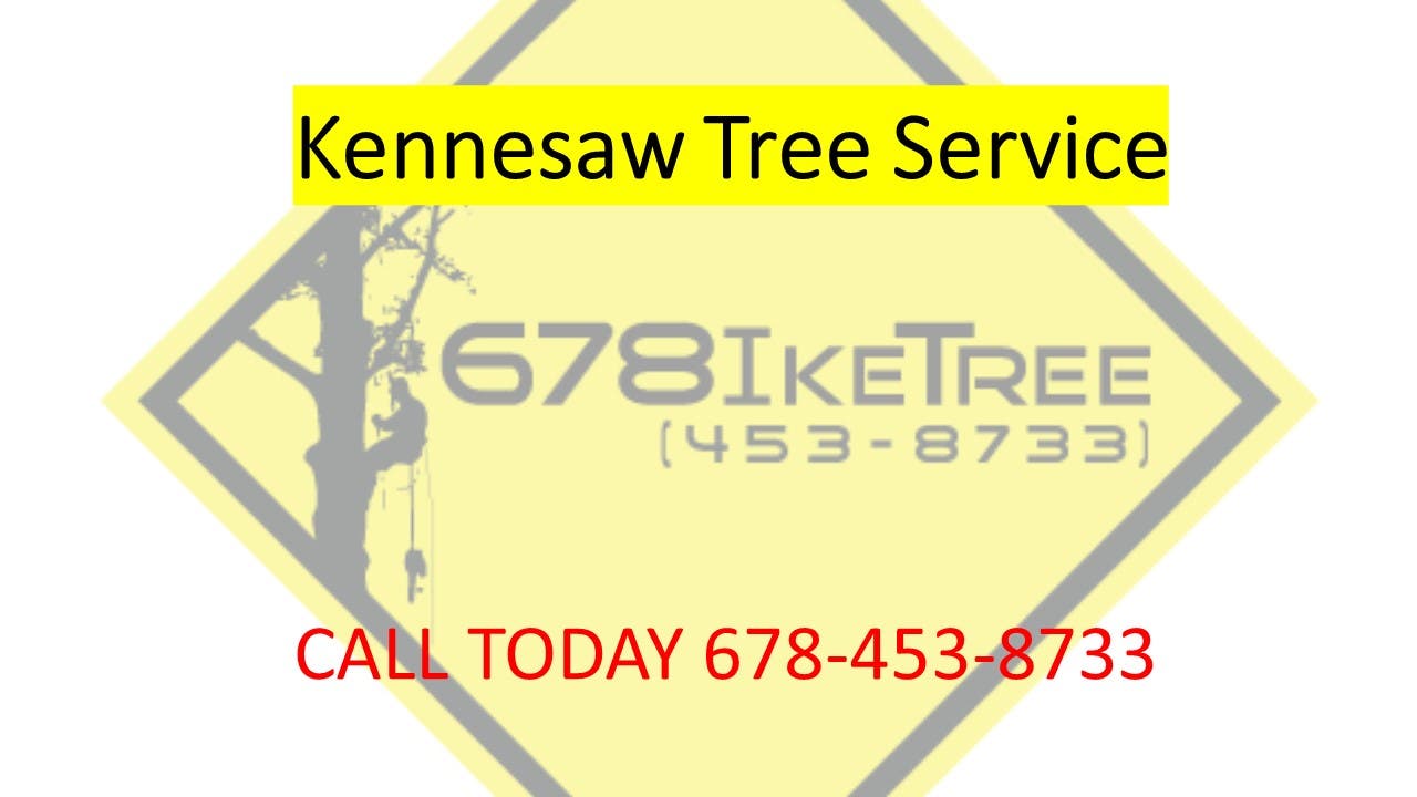 Best Kennesaw Tree Trimming and Removal Company Best Kennesaw Tree Trimming and Removal Company