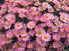 Colleen's Pink Daisies are grown locally each year at Konjoian's Greenhouses and Landscape Solutions