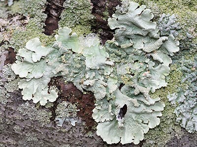 Foliose Lichen