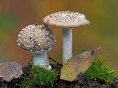 Cap mushroom