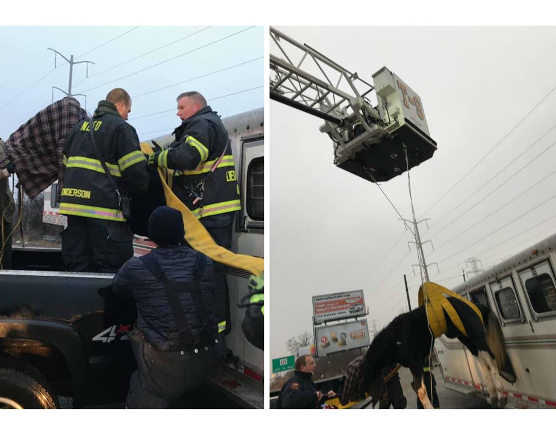 https://patch.com/img/cdn20/users/22915293/20180111/085320/styles/raw/public/processed_images/north_chicago_horse_rescue-1515721717-1845.jpg