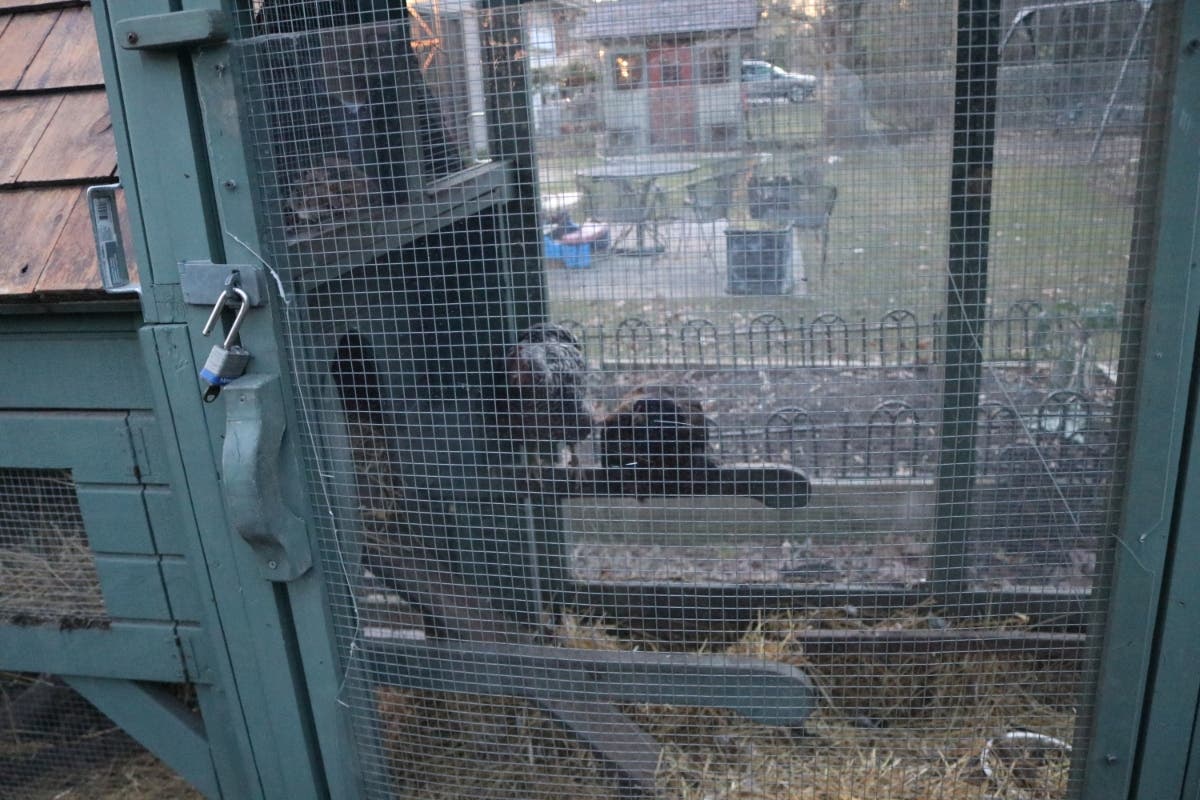 A chicken coop in Deerfield, one of three North Shore municipalities to allow backyard chicken-keeping.