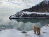 A dog looks lakeward in the winning 'Pets of Highland Park' shot in the 2018 Capture the Heart of Highland Park contest.