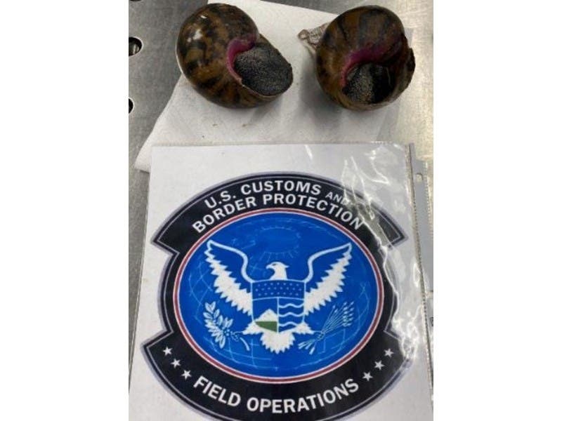Customs agents discovered a pair of invasive snails in the luggage of a passenger arriving at O'Hare International Airport on Feb. 7.