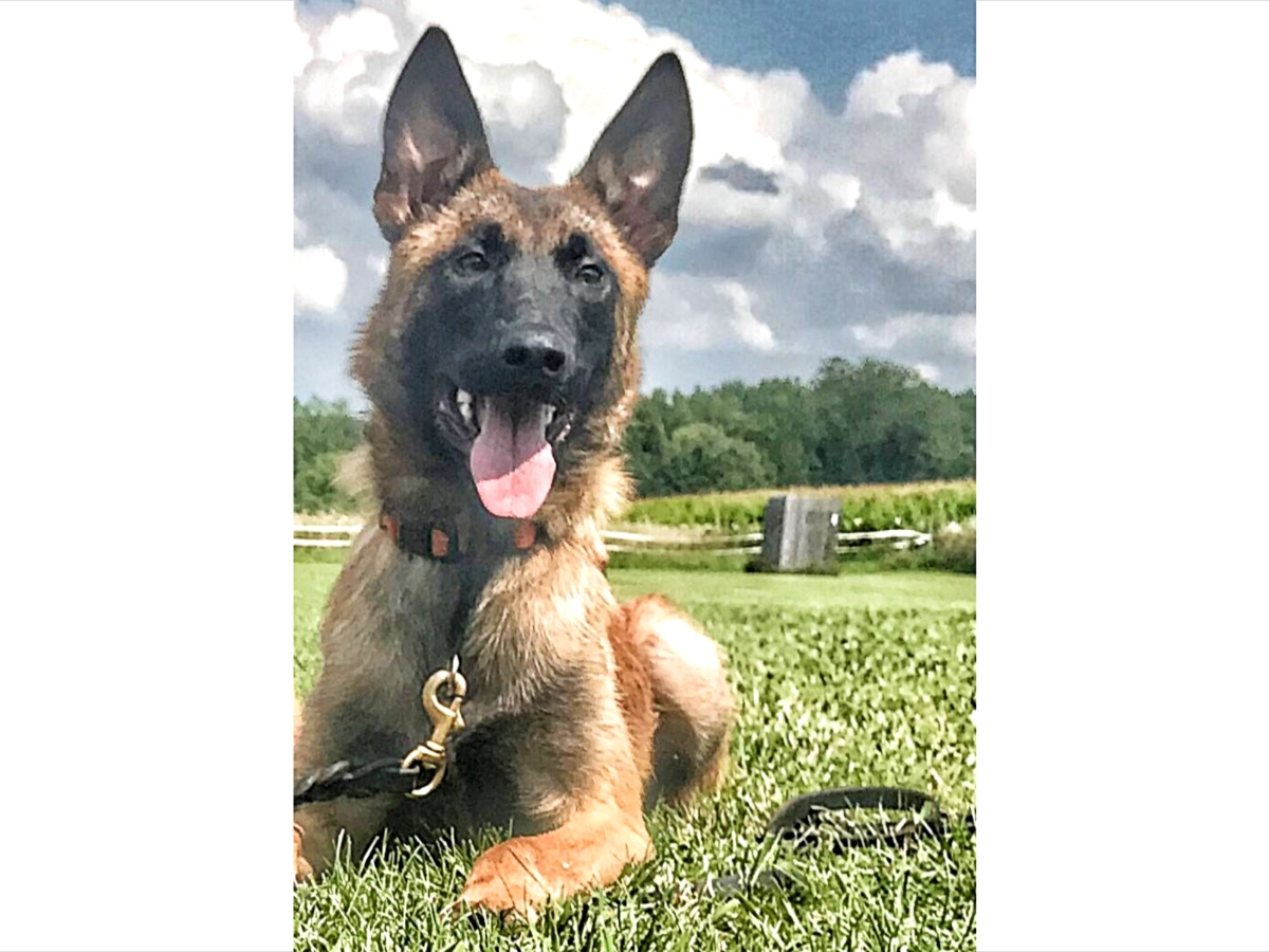 County officials have questioned former Lake County Coroner Howard Cooper's decision to "retire" K9 Bones, a 3-year-old county-owned dog. The dog dispute was not the only financial disagreement between the incoming Democrat and outgoing Republican.