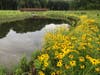 Spring Brook now meanders through Blackwell & connects to the floodplain, allowing nutrient-rich floodwaters to more easily flow into the surrounding forest preserve to revitalize the floodplain's natural ability to temporarily store & filter stormwater.
