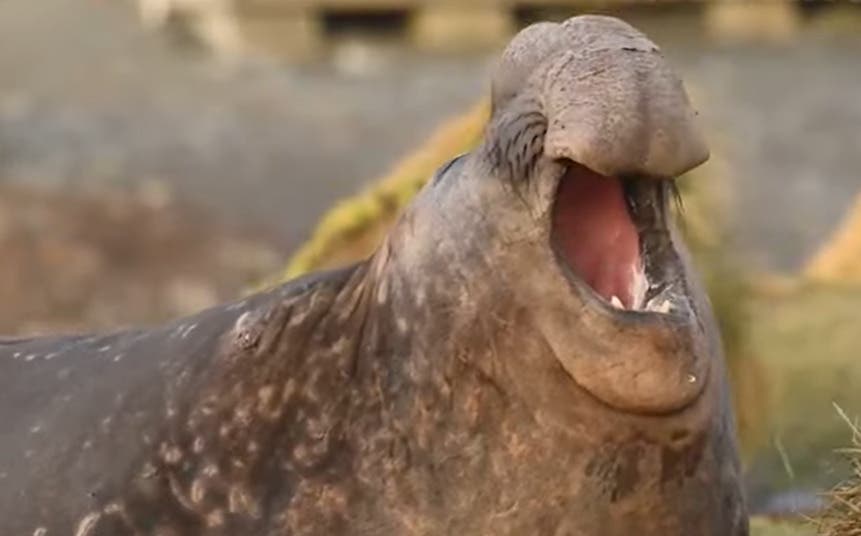 Curiosity Club: What Was That Noise?!