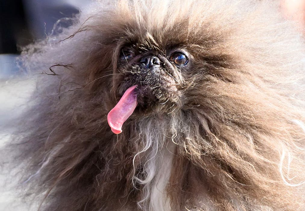 Curiosity Club: Wacky Woofers
