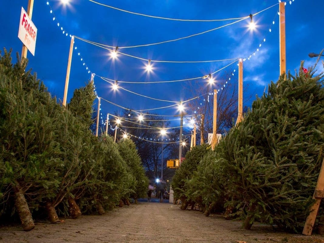 Greg's Trees