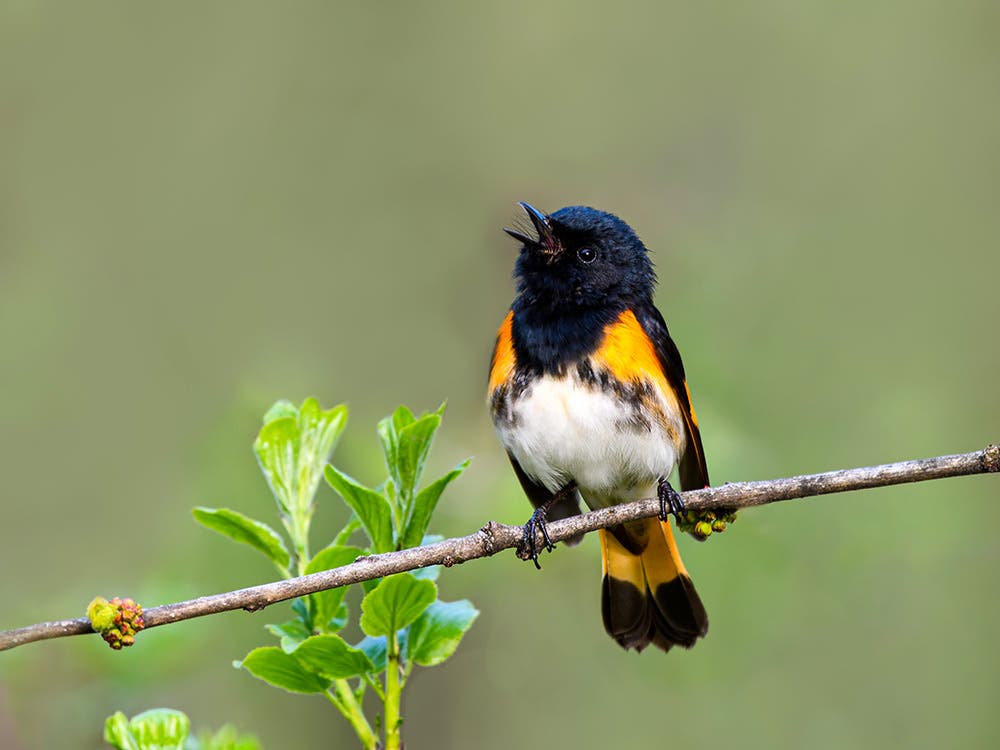 American Redstart