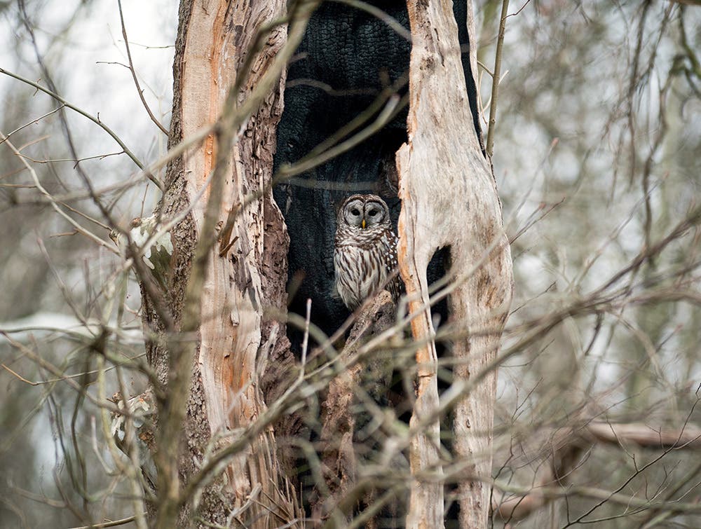 Barred Owl in the Wild Barred Owl in the Wild