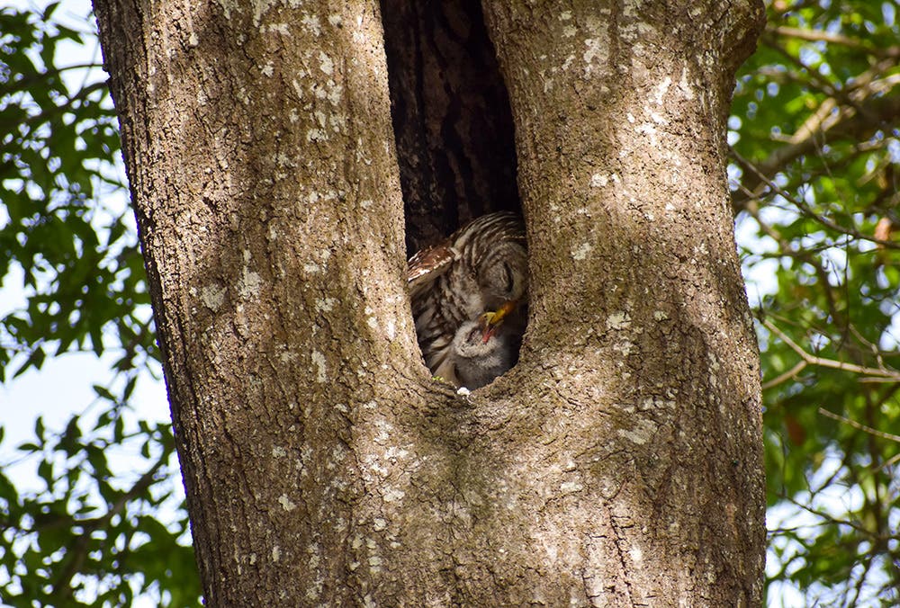 Barred Owl Feeding Its Young Barred Owl Feeding Its Young