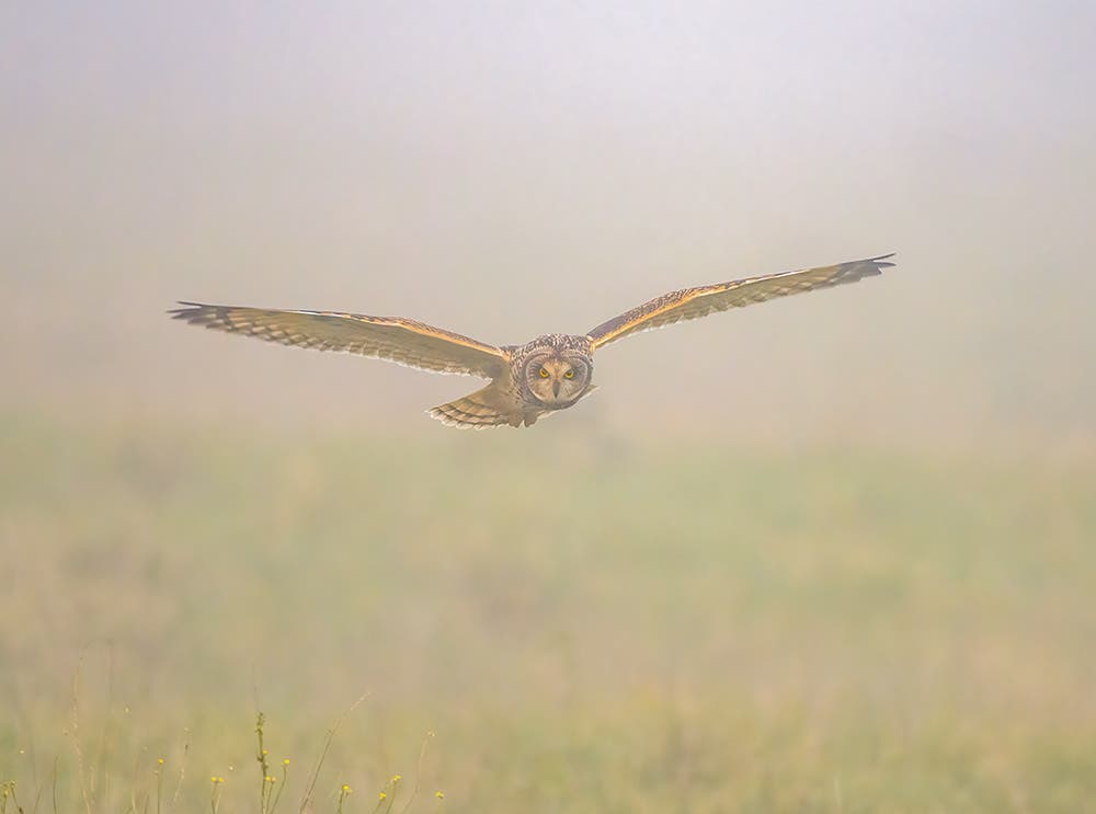 Short-eared Owl in the Wild Short-eared Owl in the Wild