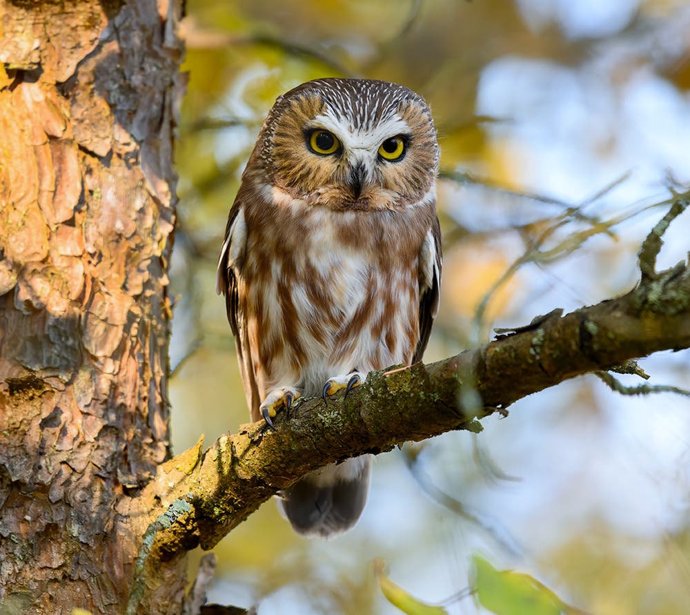 Northern saw-whet Owl in the Wild Northern saw-whet Owl in the Wild