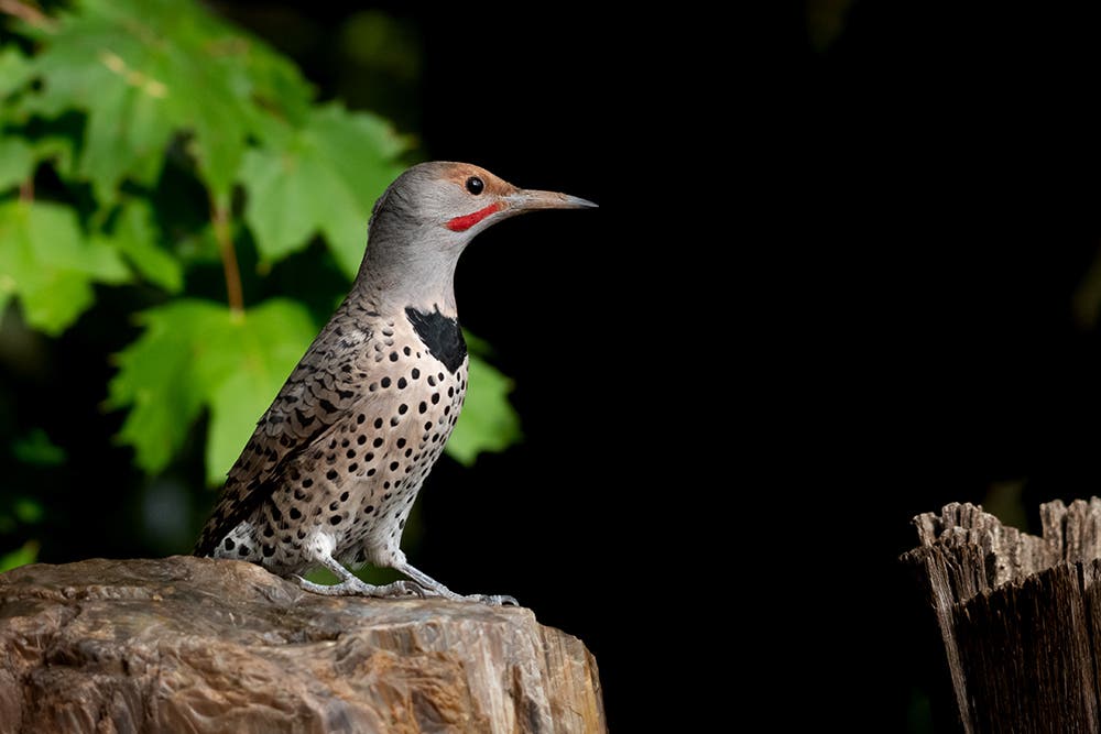 The Northern Flicker