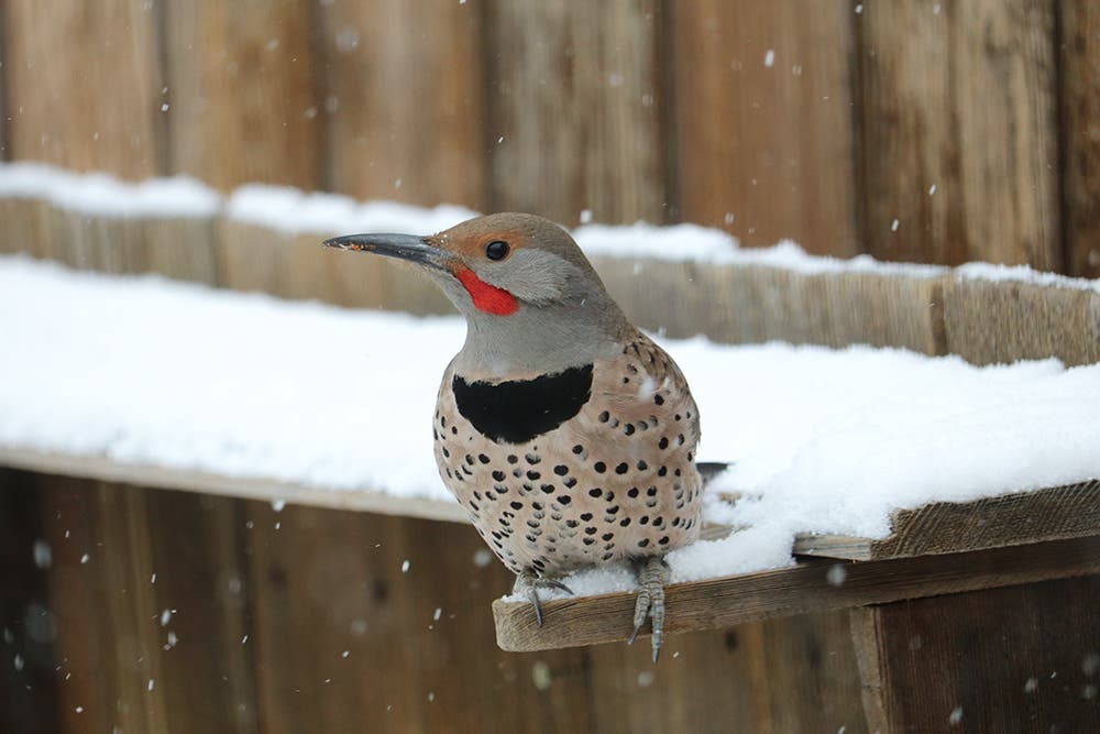 Northern Flicker in Snow
