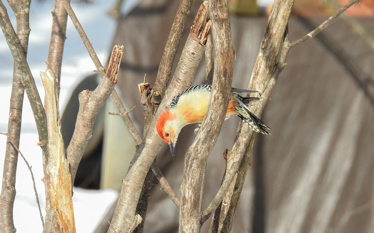 Red-bellied Woodpecker glistening in the sunshine