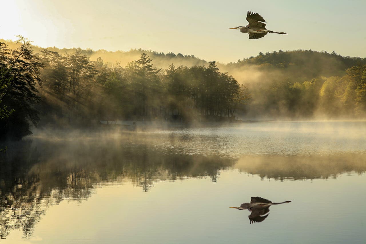 You can get in lots of steps when photographing a Great Blue Heron