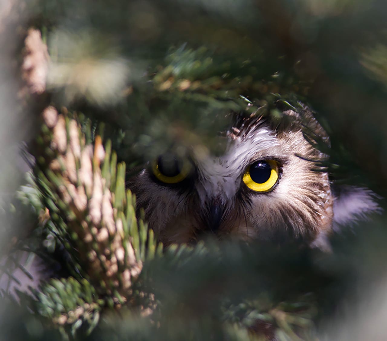 It’s easy to miss seeing a Northern Saw-whet Owl peeking through branches
