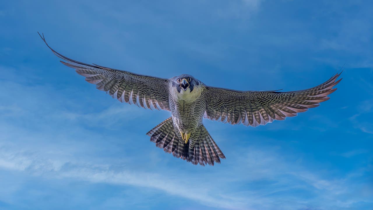 There's nothing more exhilarating than seeing a Peregrine falcon in flight 