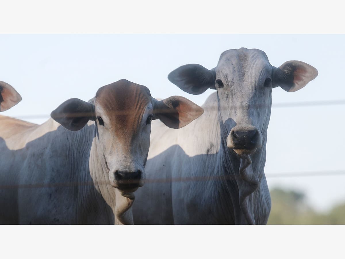 Reward Offered For Info On Vicious Cow Killers | Pittsburgh, PA Patch