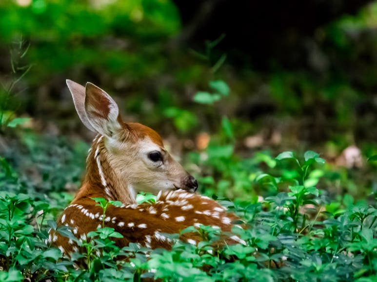 Fatal Risk For Fawns, Pittsburgh Officials Warn