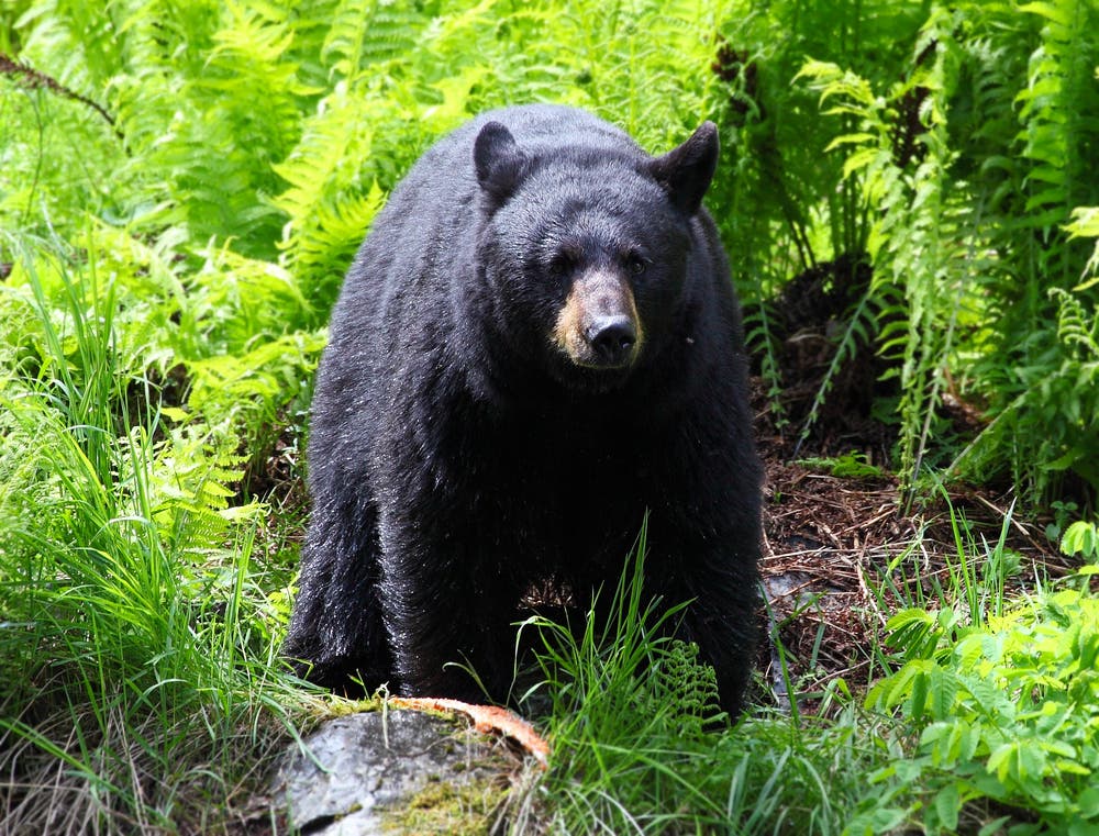 Black Bear On The Loose In Pittsburgh-Area Park