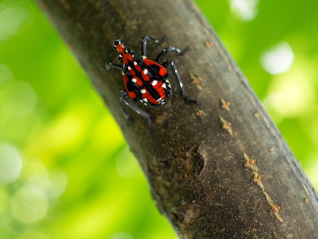 New Federal Legislation Could Help Curb PA's Spotted Lanternfly Problems  