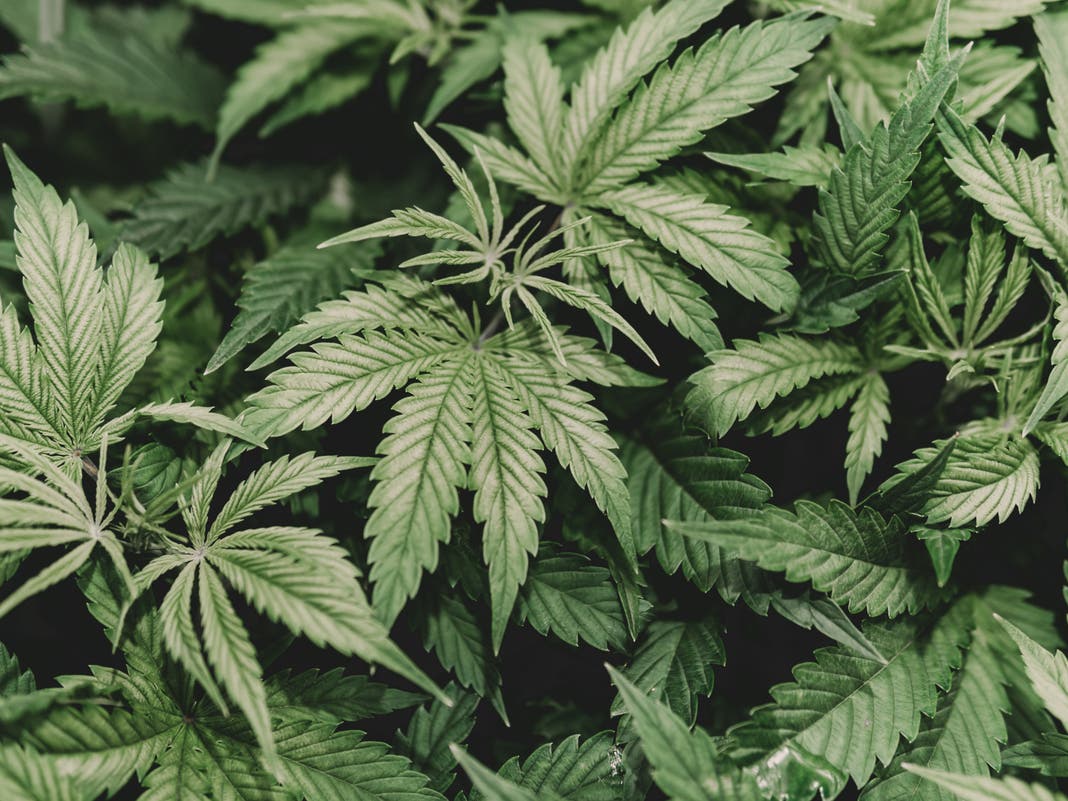 Pittsburgh-Area Barn Was Marijuana Factory: Police