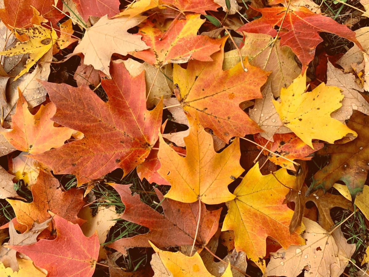Cranberry Autumnfest Coming: See Details Here