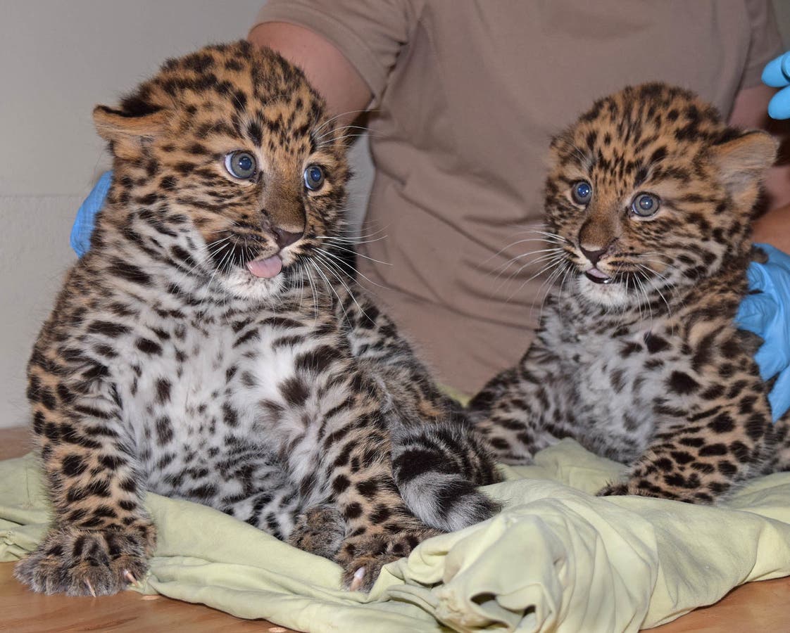 https://patch.com/img/cdn20/users/22920555/20180617/095819/styles/raw/public/processed_images/amur-leopard-cubs-1-1529286709-6597.jpg
