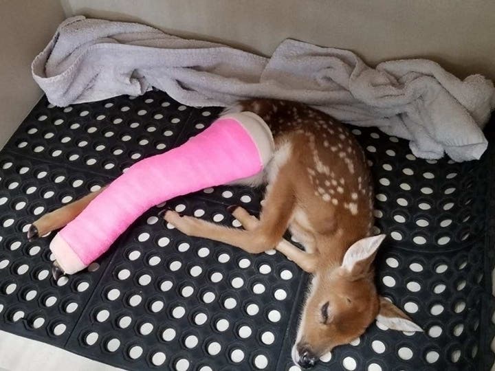 The deer is now receiving care at Critter Crossing in Chicago Heights.