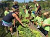 Campers enjoyed an afternoon of picking a variety of fresh vegetables and planting a vegetable or flowers to take home to grow. 