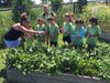 Campers enjoyed an afternoon of picking a variety of fresh vegetables and planting a vegetable or flowers to take home to grow. 