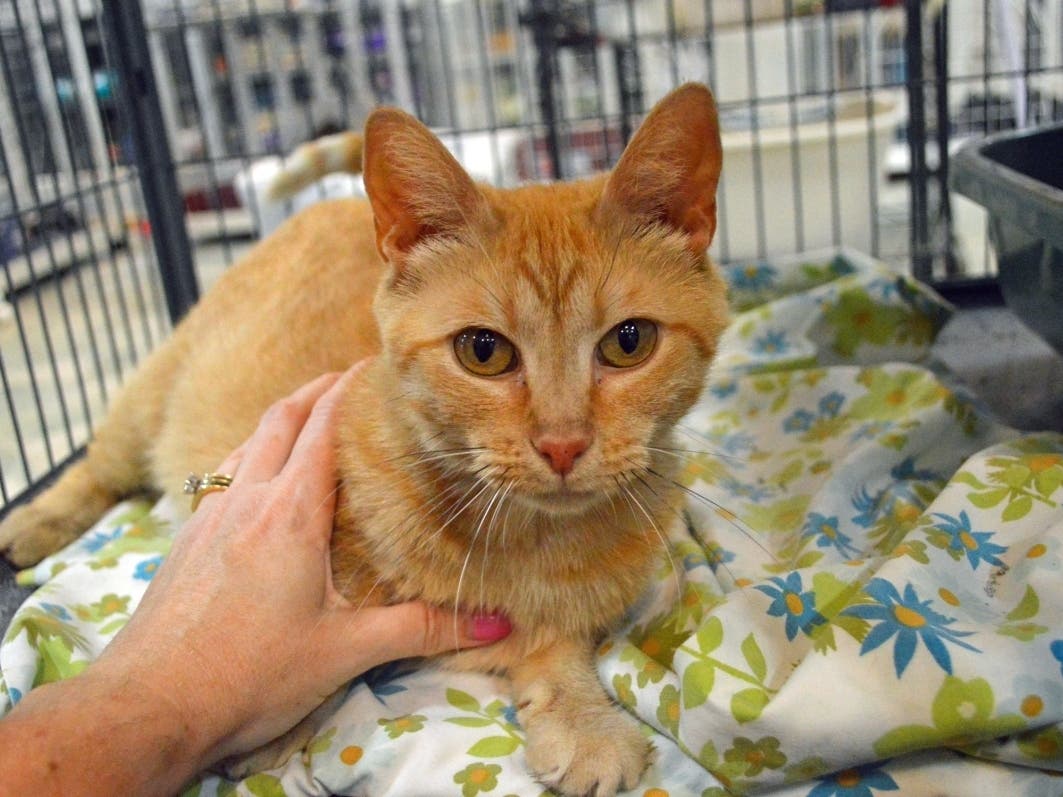 This week's 'Adoptable Pet' is Hollandaise, who is available for adoption at the humane society.