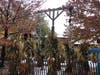 The Pukula family, who live on Rosehill Drive in Lemont, have created the haunted display in their front yard for the past several years. 