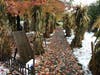 The Pukula family, who live on Rosehill Drive in Lemont, have created the haunted display in their front yard for the past several years. 