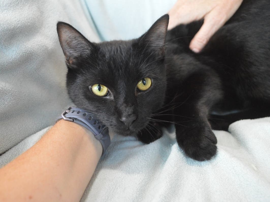 This week's 'Adoptable Pet' is Viper, who is available for adoption at the humane society.