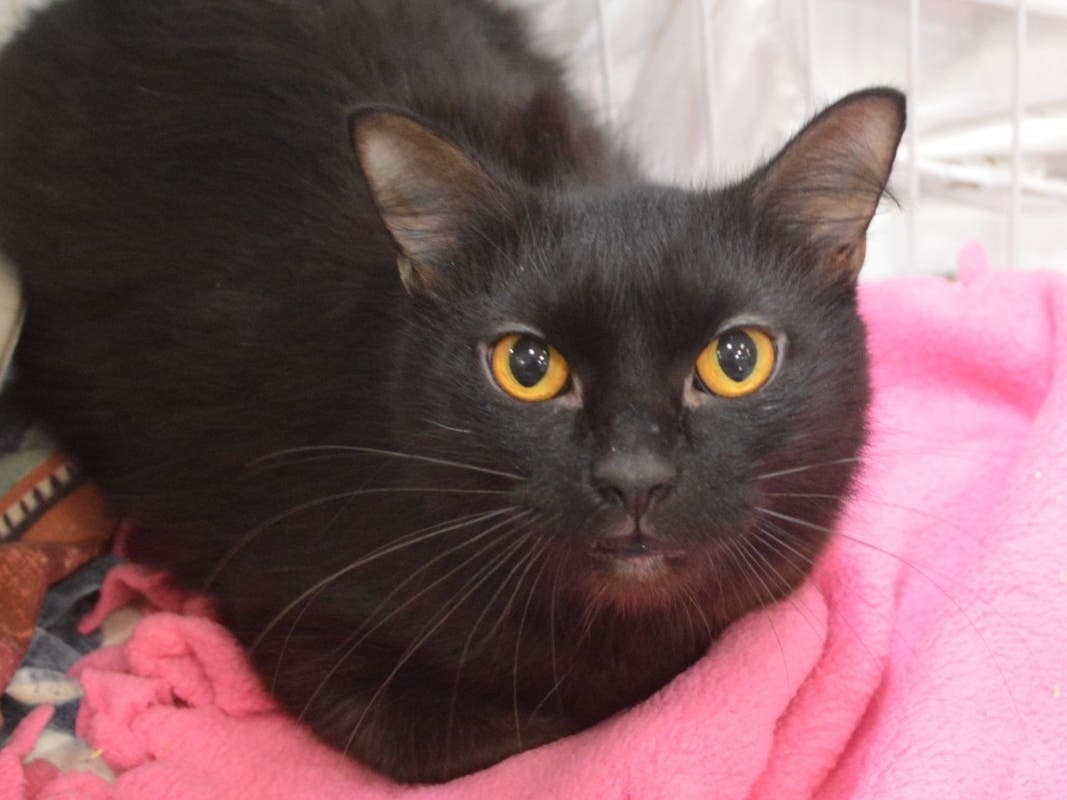 This week's 'Adoptable Pet' is Viper, who is available for adoption at the humane society.​​