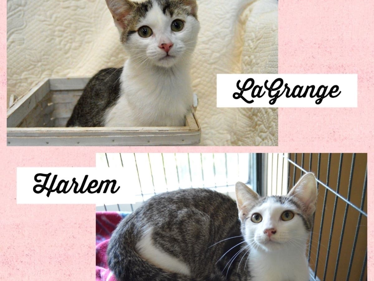 This week's 'Adoptable Pets' are Harlem and La Grange, who are available for adoption at the humane society.
