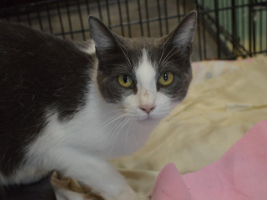 This week's 'Adoptable Pet' is JK Rowling, who is available for adoption at the humane society.​