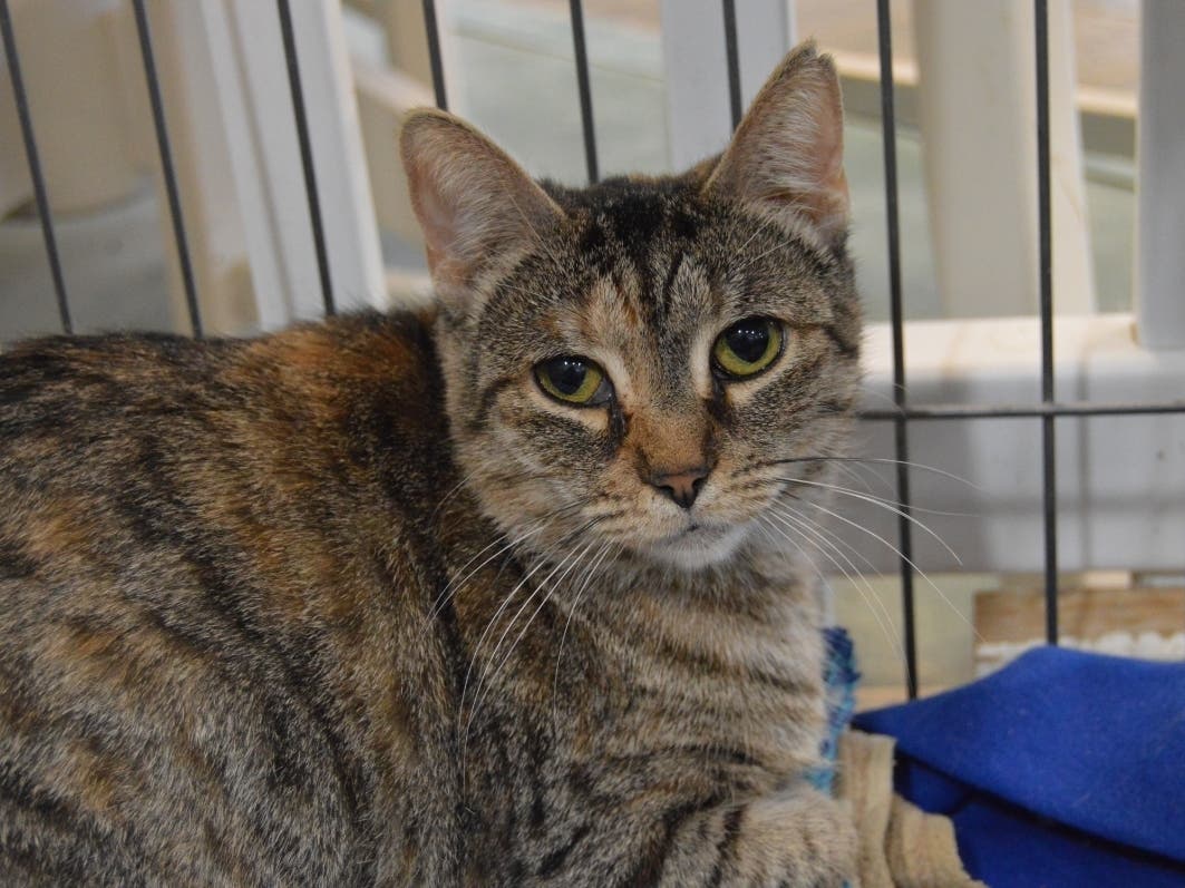 This week's 'Adoptable Pet' is Calla Lilly, who is available for adoption at the humane society.