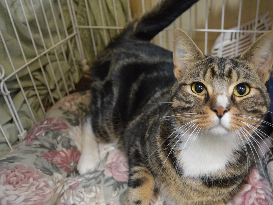 This week's 'Adoptable Pet' is Spotchem, who is available for adoption at the humane society.​