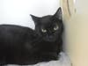 This week's 'Adoptable Pet' is Bey Bey, who is available for adoption at the humane society.​