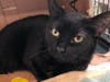 This week's 'Adoptable Pet' is Bey Bey, who is available for adoption at the humane society.​