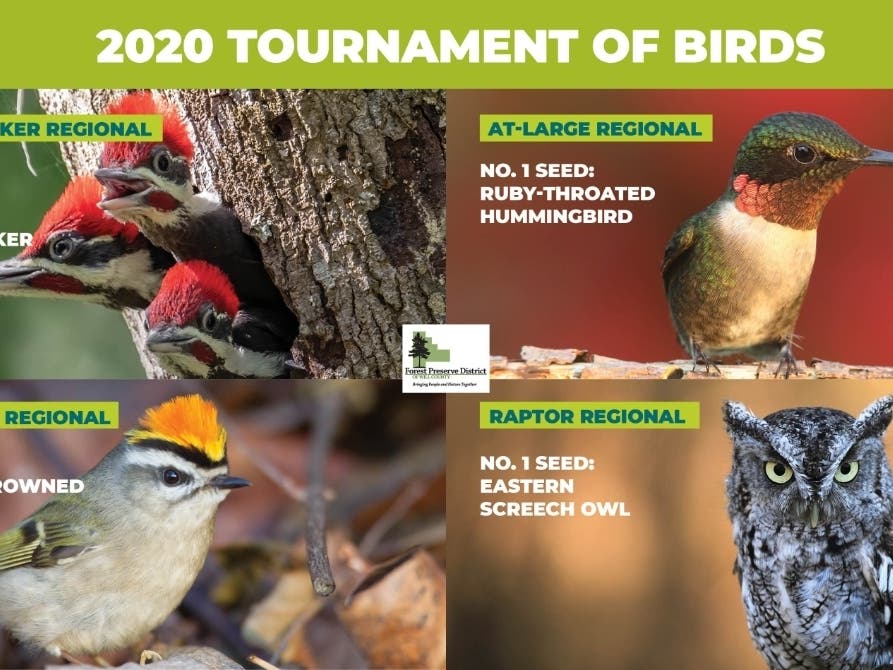 In this second annual tournament, 16 birds that can be seen in Will County forest preserves are competing for bragging rights.