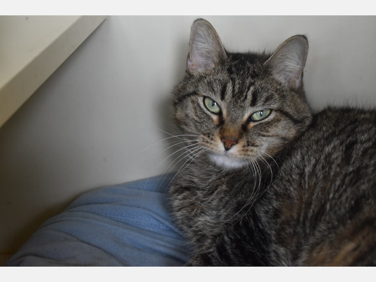 This week's adoptable pet is Venmo, an 8-year-old female brown tabby.