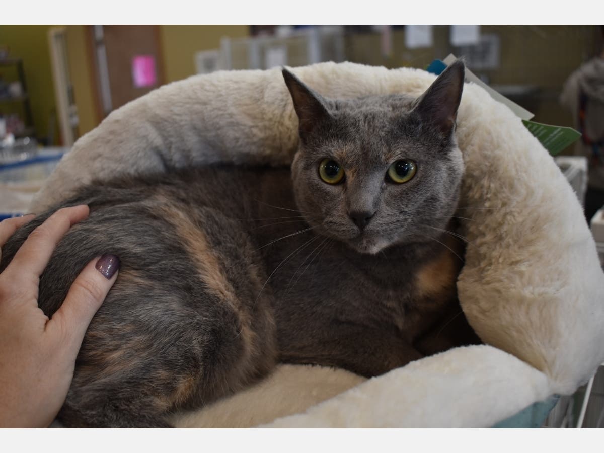 This week's adoptable pet is Tippy, a 1-and-a-half-year old female dilute tortoiseshell cat.