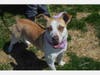This week's adoptable pet of the week from NAWS is Daphney, a 3-year-old female hound mix. 